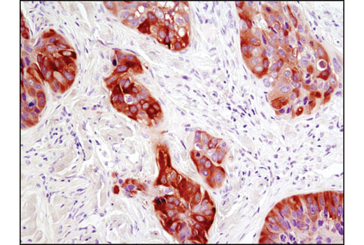 Валидация AssayVector ARM2752(5345)