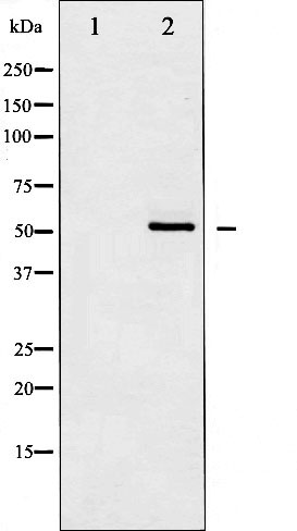 Валидация Affinity AF6008 - 3193