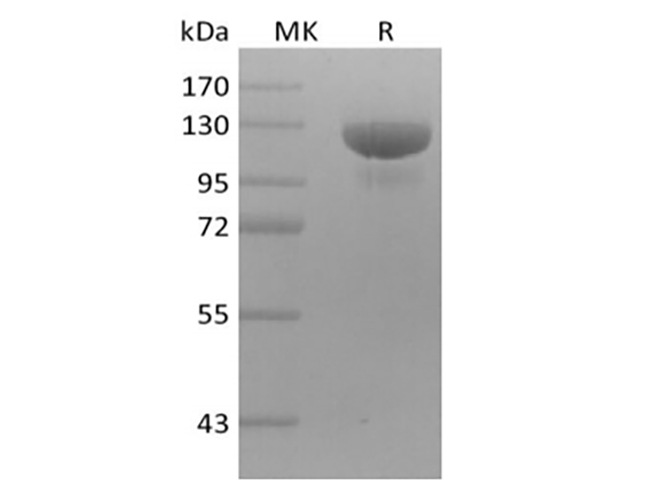 Валидация Elabscience PKSH033965(4195)