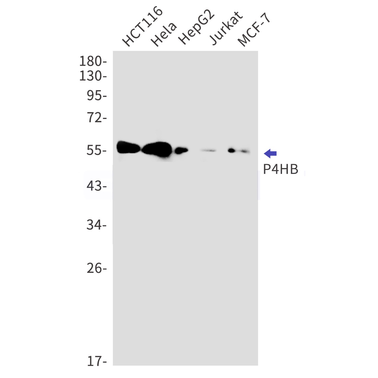 Валидация WB - AssayVector ARM1527 (529)