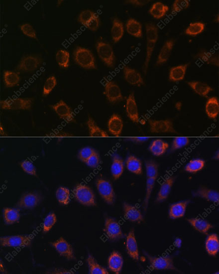 Иммунофлуоресценция, TCIRG1, клетки L929