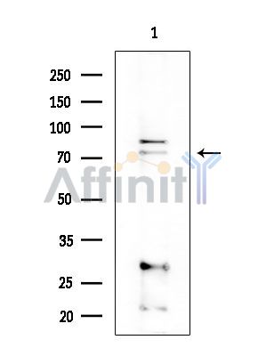 Валидация Affinity DF13781 - 9451