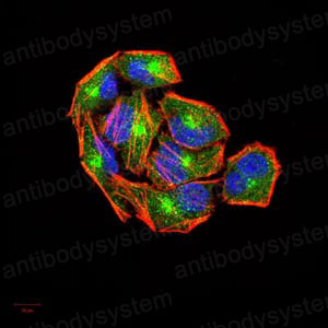 Валидация IF - AntibodySystem RHD69006