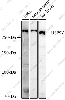 Вестерн-блоттинг, USP9Y, различные клеточные линии