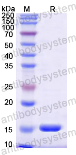 YMN53401, SDS-PAGE