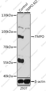 Вестерн-блоттинг, TMPO, клетки 293T