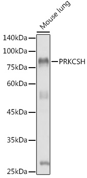 Валидация Elabscience E-AB-92564