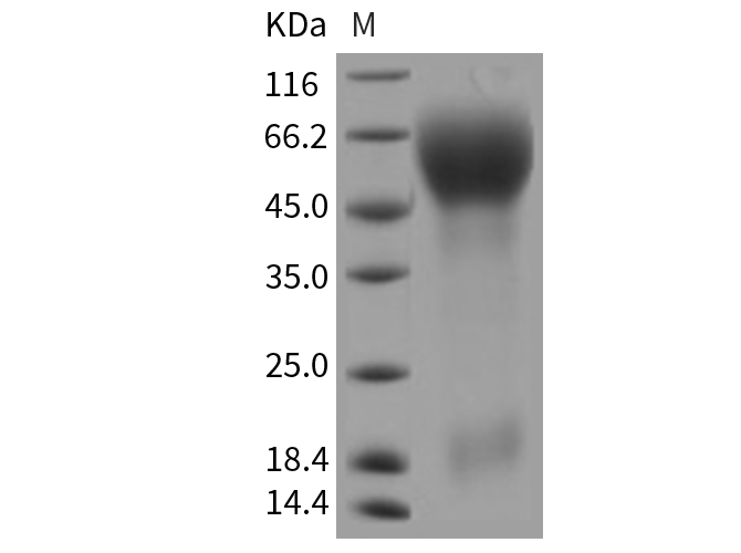 Валидация Elabscience PKSR030230(5588)