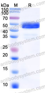 EHC97302, SDS-PAGE