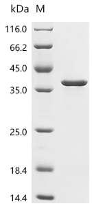 SDS-PAGE
