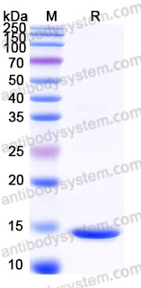 AHF36803, SDS-PAGE