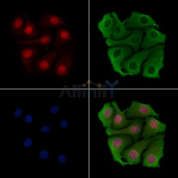 Валидация Affinity DF2464 - 13098