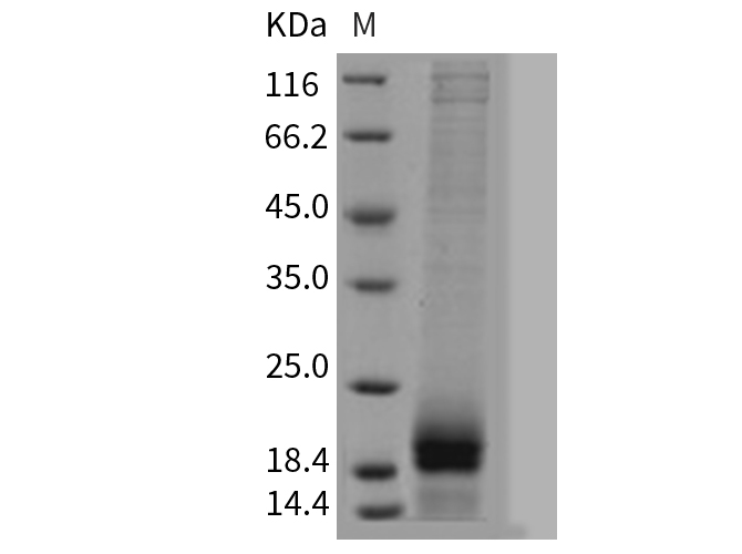 Валидация Elabscience PKSM040762(4733)