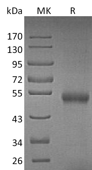 Валидация Elabscience PKSM041265(5161)