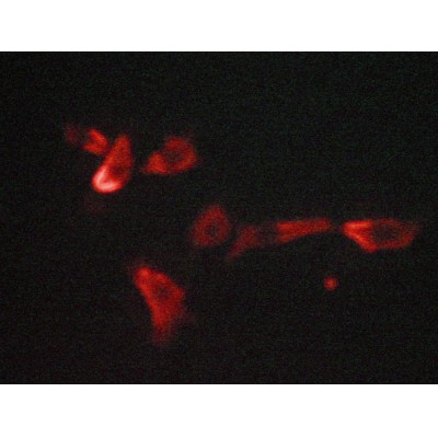 Валидация Affinity AF5463 - 3119