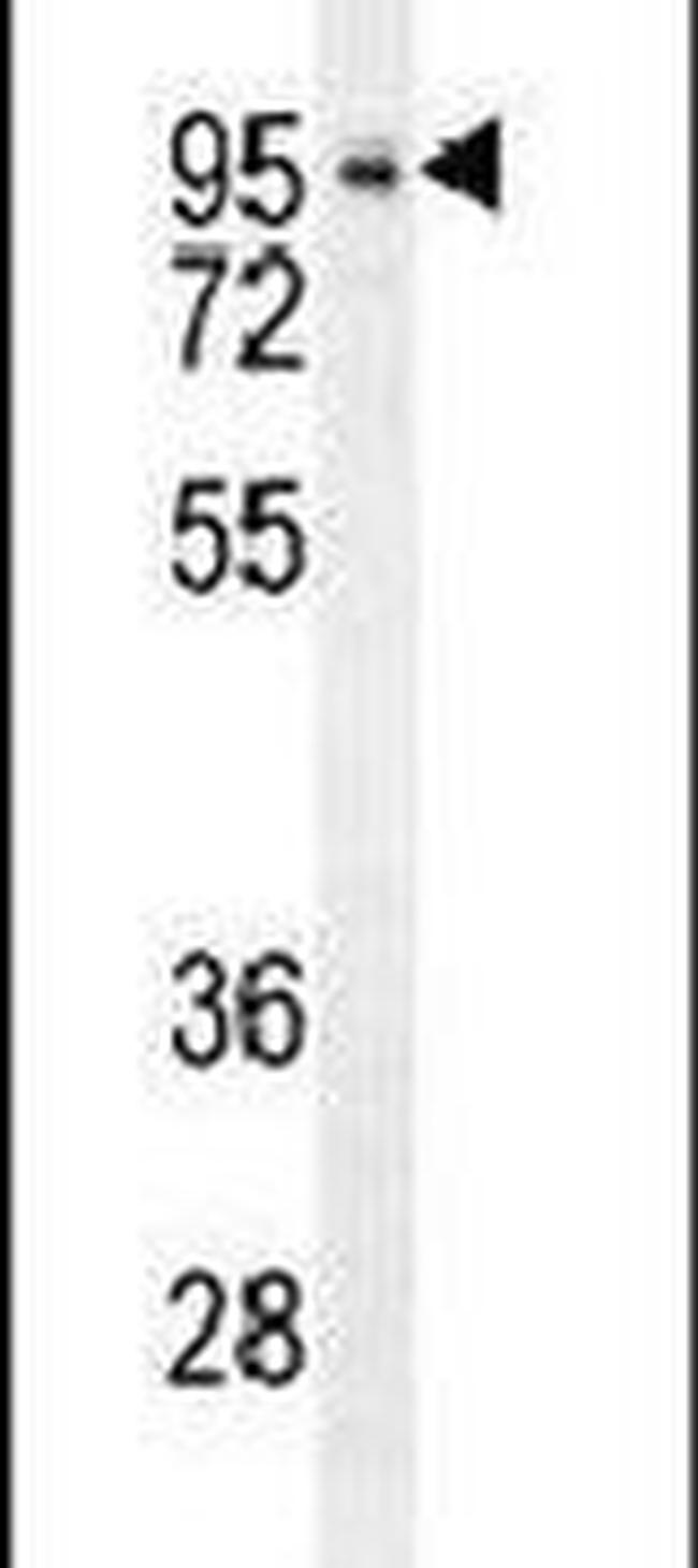 Валидация AssayVector ARM2753(5349)