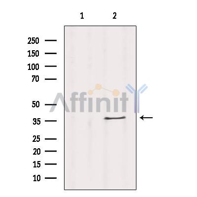 Валидация Affinity DF10283 - 5891