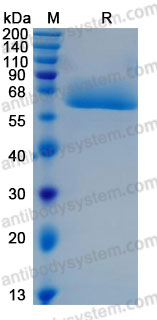 Валидация AntibodySystem AHC31201