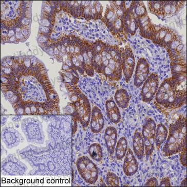 Валидация AntibodySystem RHA57403