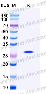 YHD79803, SDS-PAGE