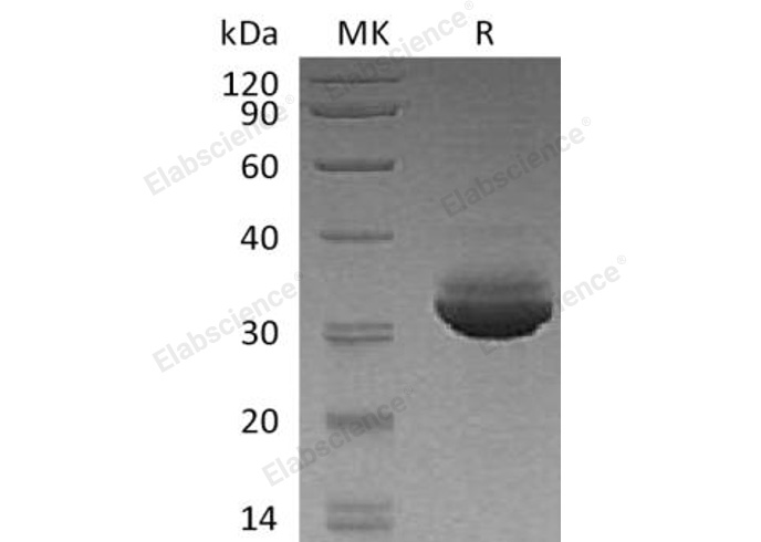 Валидация Elabscience PKSH032252(2759)