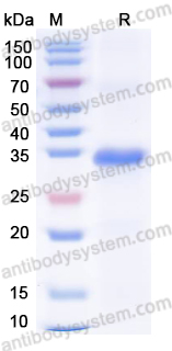 Валидация AntibodySystem YMH91301