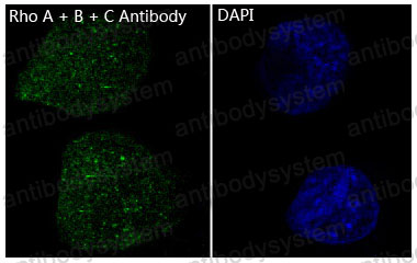 Валидация IF - AntibodySystem RHF45101