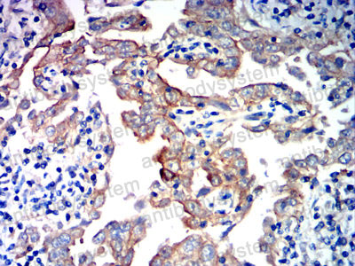 Валидация AntibodySystem RHC95209 (1205)