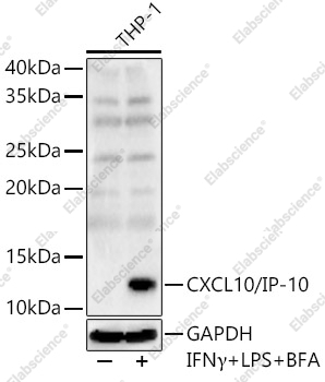 Вестерн-блоттинг, CXCL10/IP-10, клетки THP-1