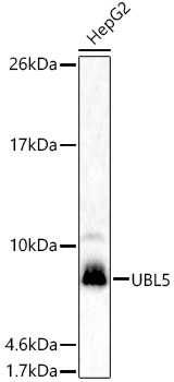Валидация Elabscience E-AB-92068