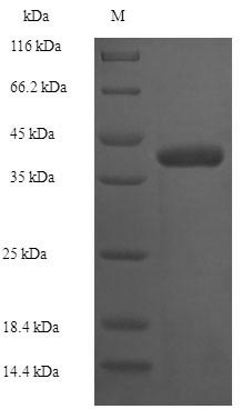 SDS-PAGE