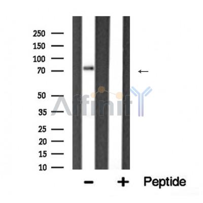 Валидация Affinity AF5385 - 3019