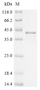 SDS-PAGE