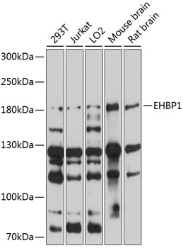 Валидация Elabscience E-AB-92951
