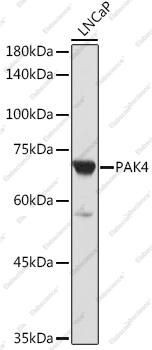 Вестерн-блоттинг, PAK4, клетки LNCaP