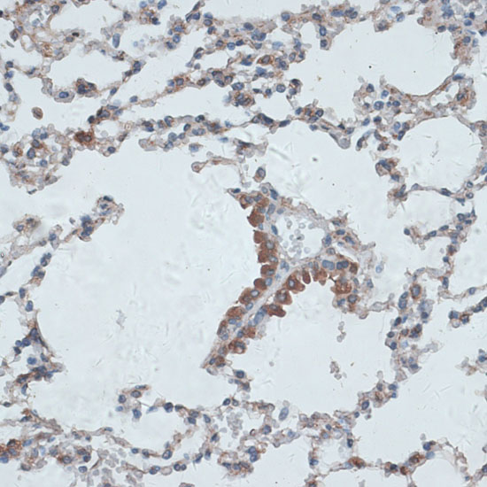 Валидация Elabscience E-AB-66851