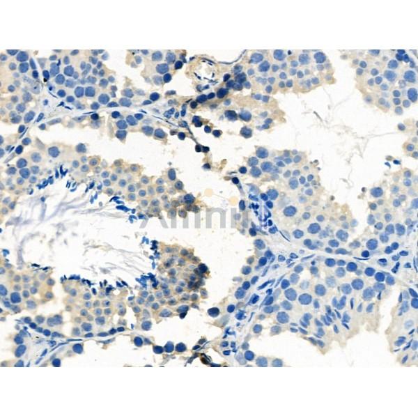 Валидация Affinity AF5242 - 2732