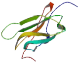 Down Syndrome Cell Adhesion Molecule Like Protein 1 (DSCAML1) Down Syndrome Cell Adhesion Molecule Like Protein 1 (DSCAML1)