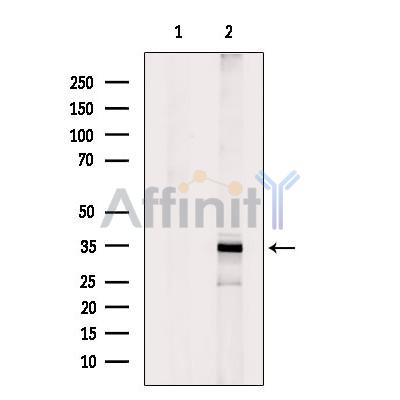 Валидация Affinity DF6982 - 18613
