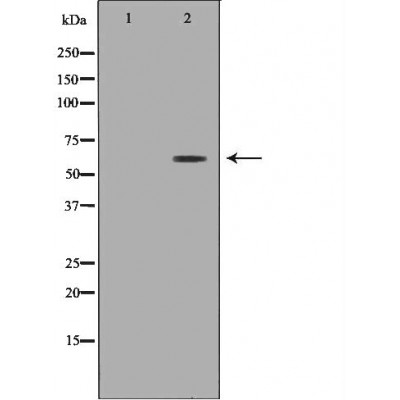Валидация Affinity DF7051 - 18688
