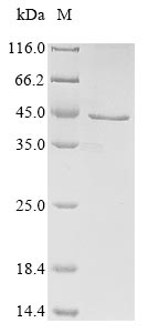 SDS-PAGE
