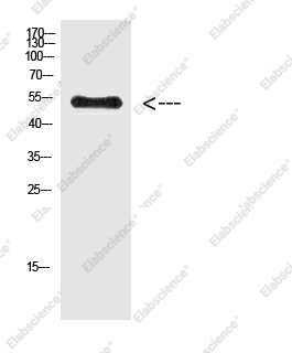 Вестерн-блоттинг, Phospho-Vimentin (Tyr38), клетки HeLa