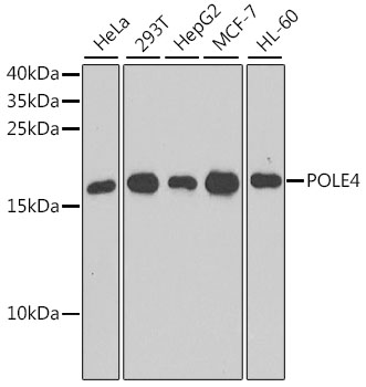 Валидация Elabscience E-AB-62493