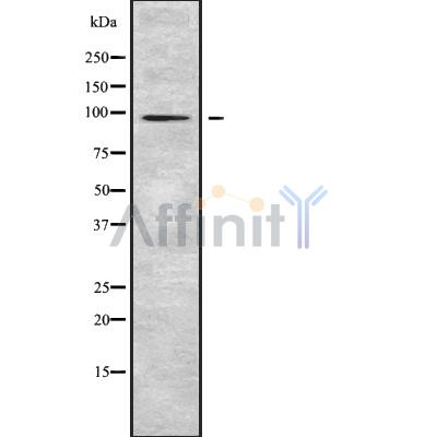 Валидация Affinity DF10021 - 5466