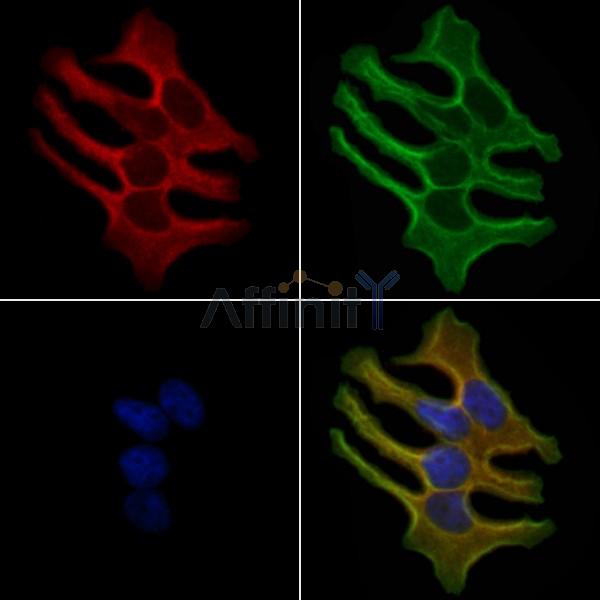 Валидация Affinity DF5057 - 16960