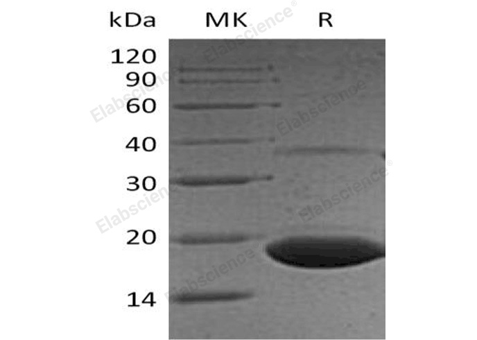 Валидация Elabscience PKSH032968(3358)