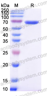 AHF90702, SDS-PAGE