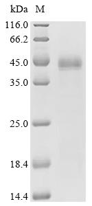 SDS-PAGE