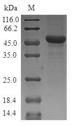 SDS-PAGE