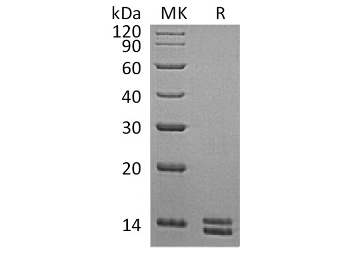 Валидация Elabscience PKSH033381(3712)